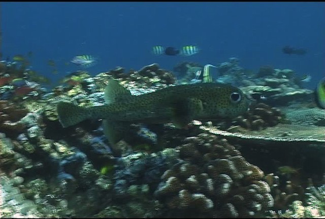 Black-spotted porcupinefish - ML455770