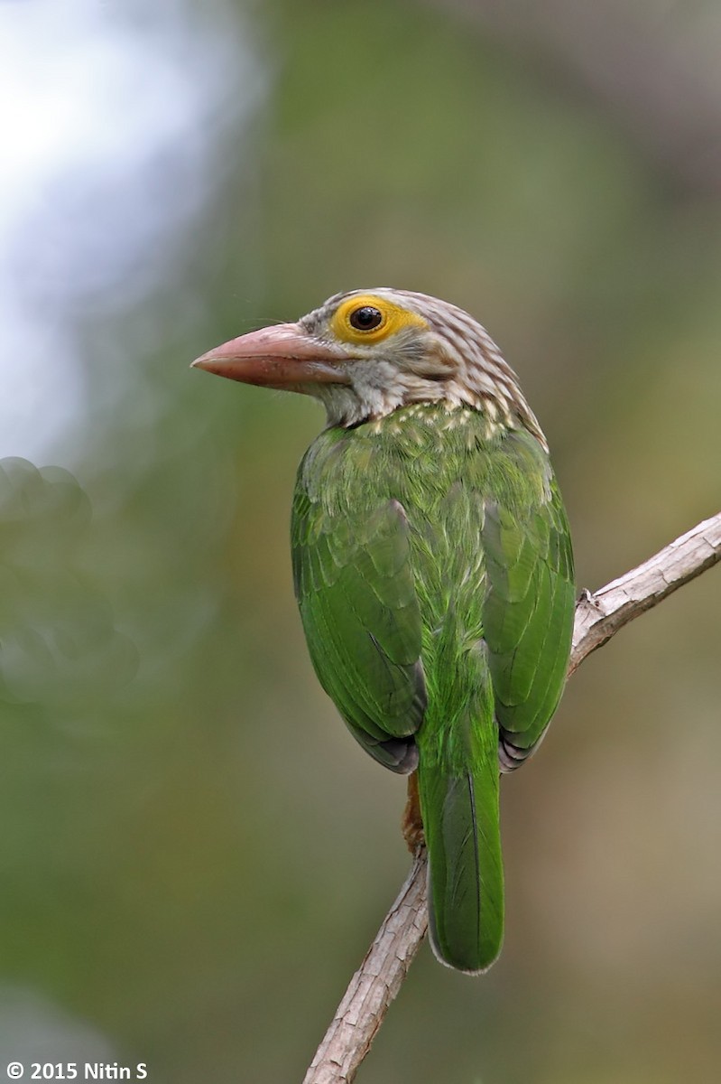 Lineated Barbet - ML455770971