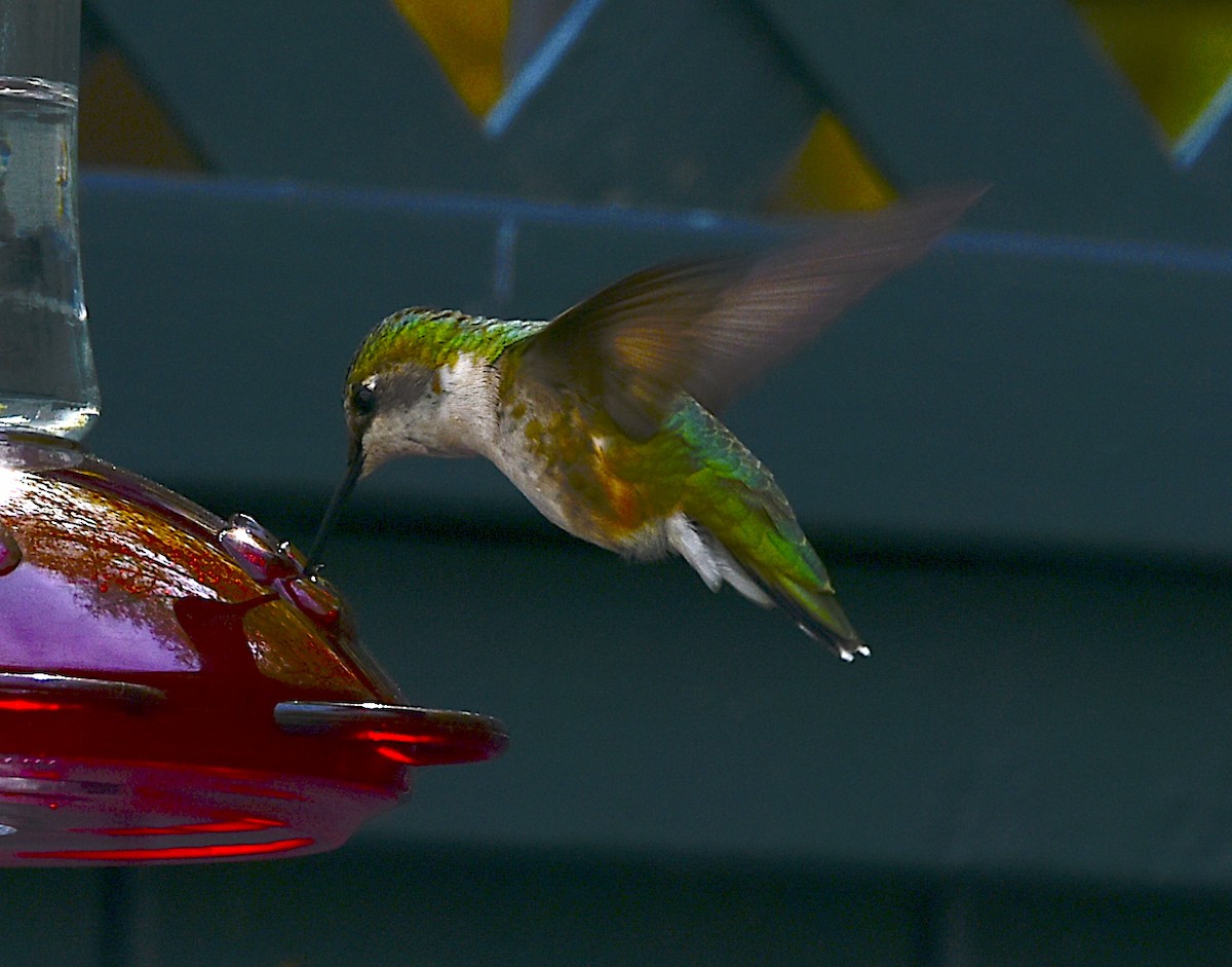 Ruby-throated Hummingbird - ML455772081