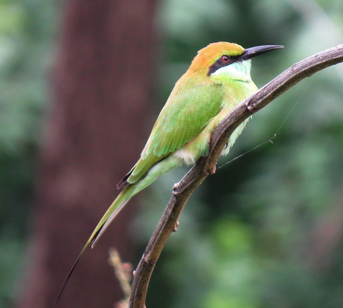 Asian Green Bee-eater - ML455779531