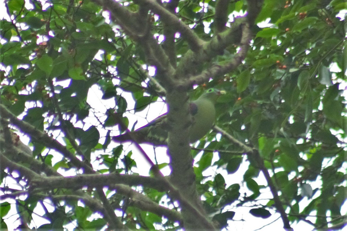 Thick-billed Green-Pigeon - ML455787971