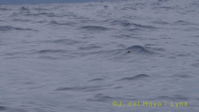 クロコシジロウミツバメ（castro） - ML455793561