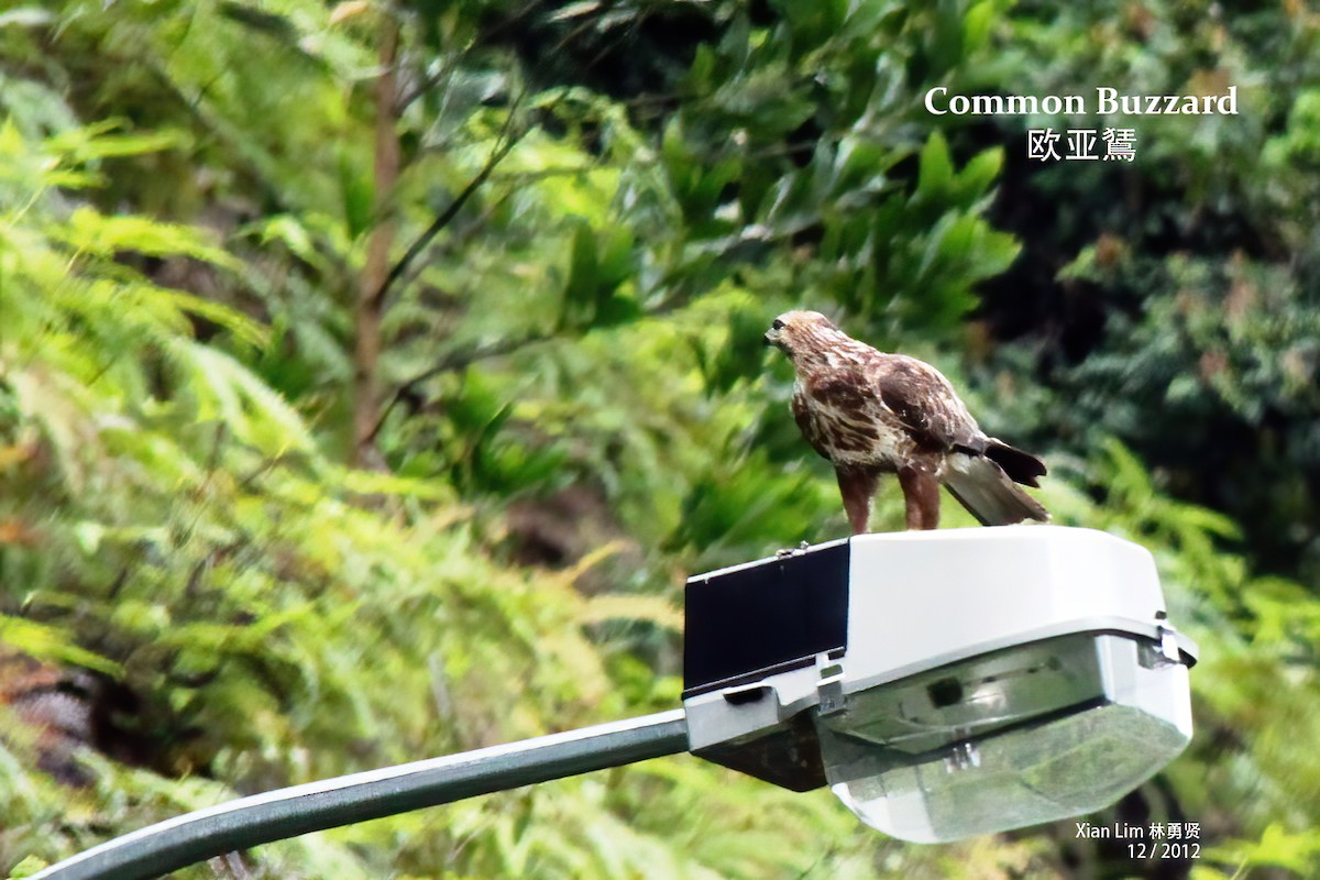 Common Buzzard - Lim Ying Hien