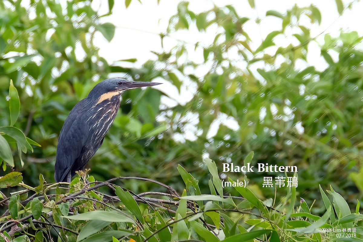 Black Bittern - Lim Ying Hien