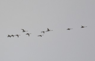 Tundra Swan, ML45579551