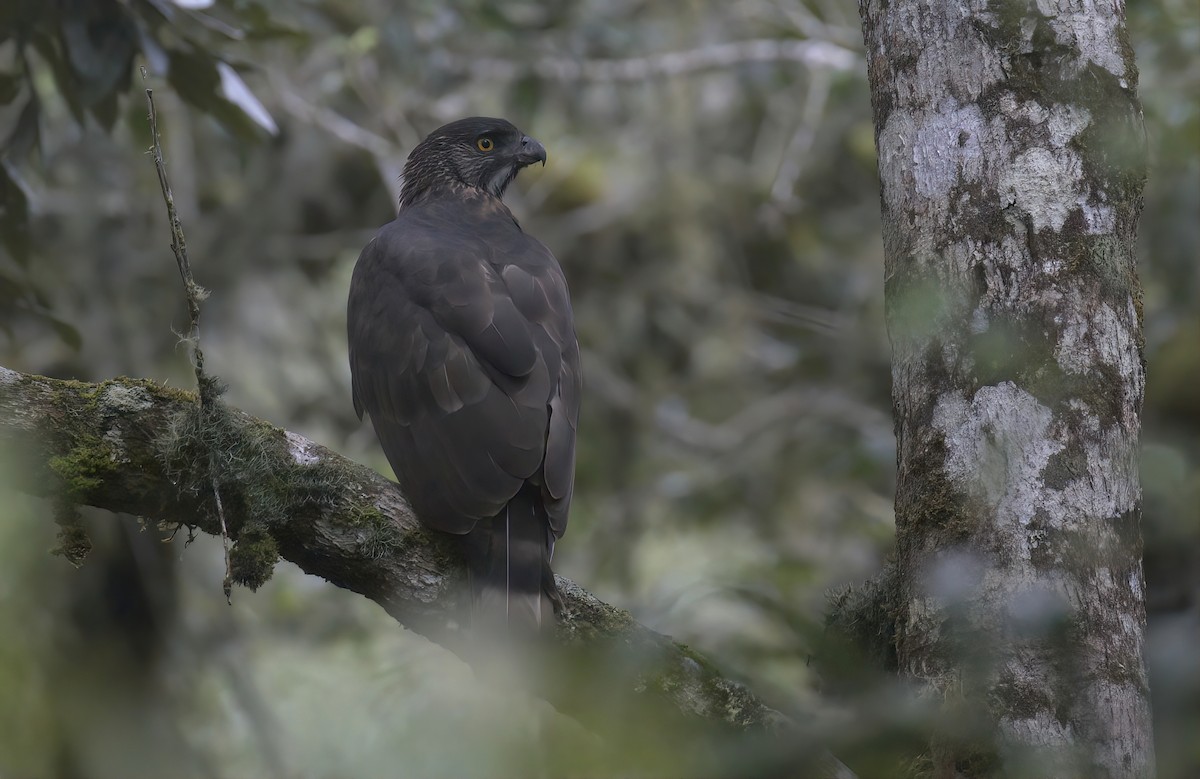 Sulawesi Hawk-Eagle - ML455796271