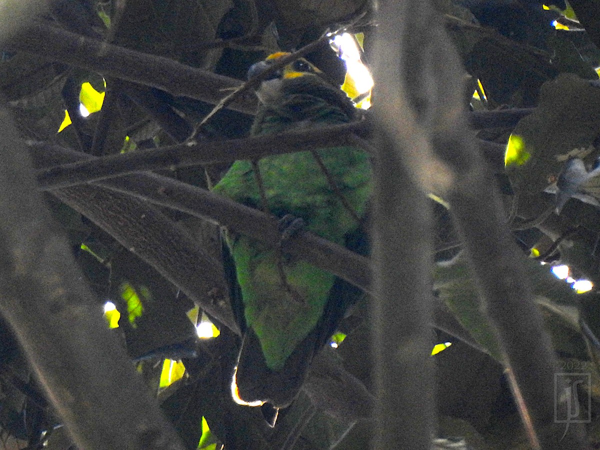Yellow-fronted Parrot - ML455796391