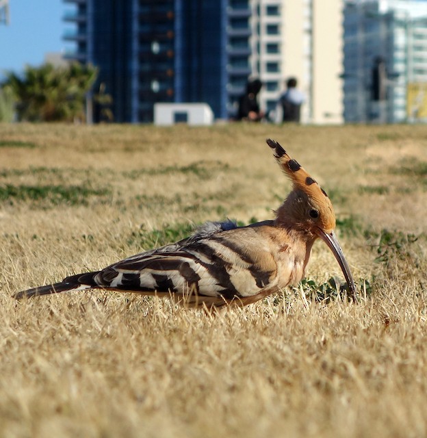 Bird foraging during nonbreeding season; Tel-Aviv, Israel. - Eurasian Hoopoe - 