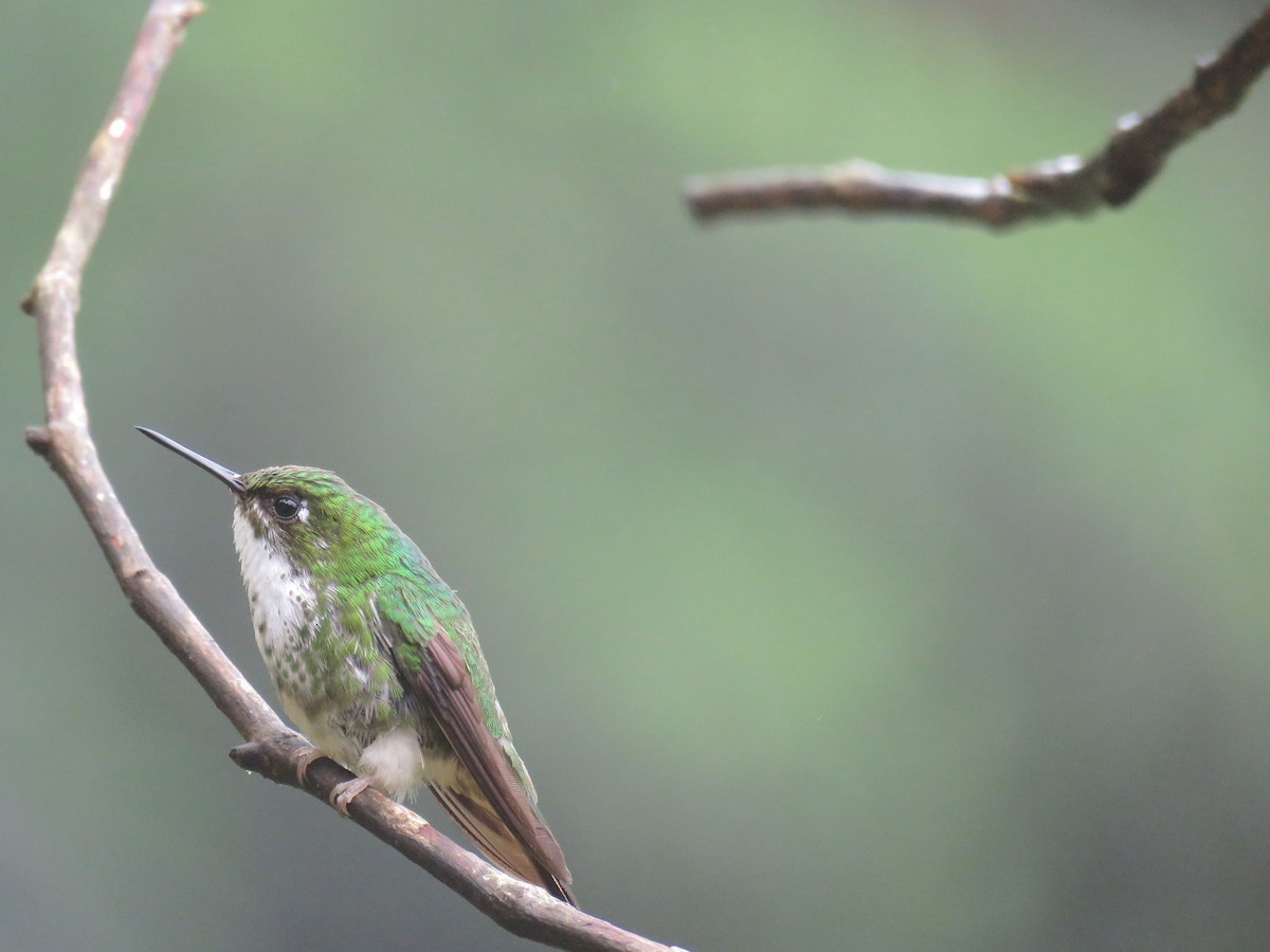 White-booted Racket-tail - Ayde Solarte