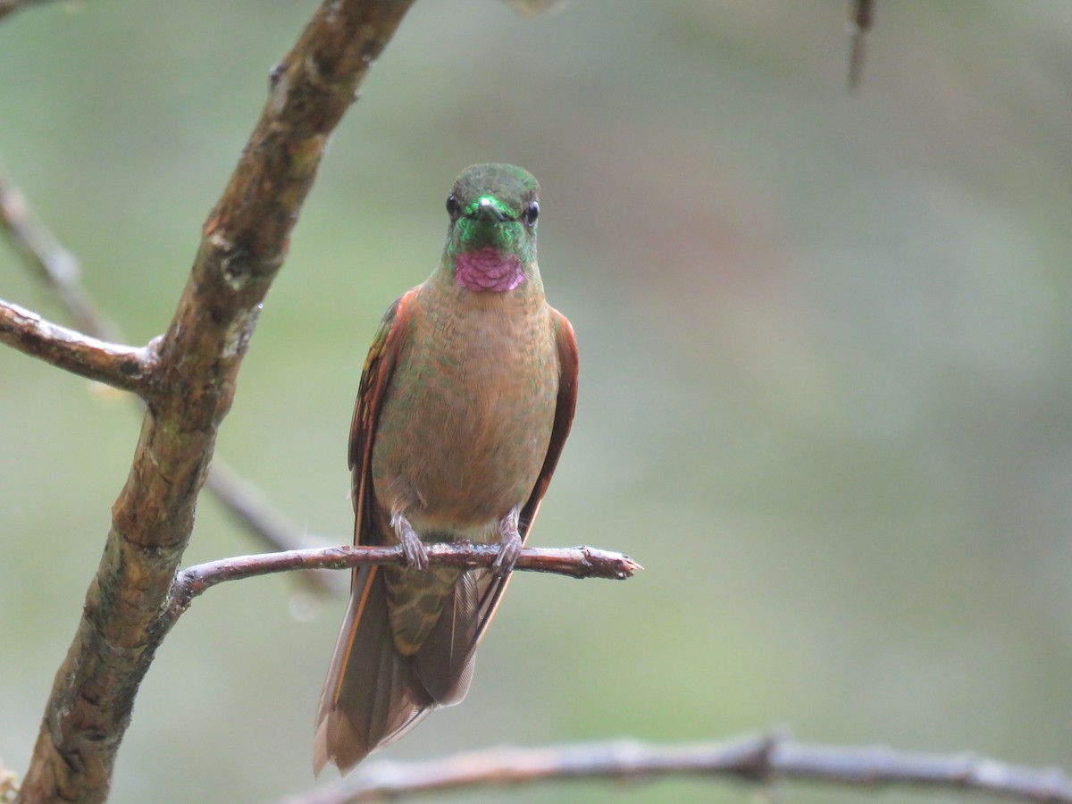 kolibřík hnědobřichý - ML45580091