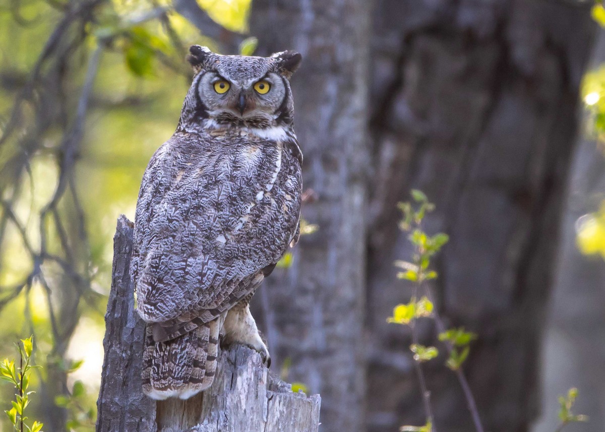 Great Horned Owl - ML455801681