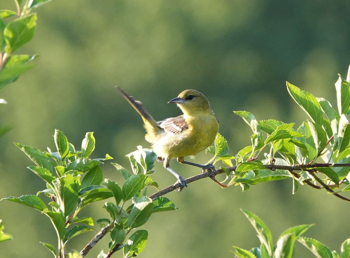 Orchard Oriole - ML455802691