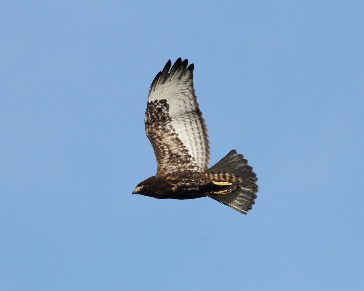 Red-tailed Hawk (calurus/abieticola) - ML45580721