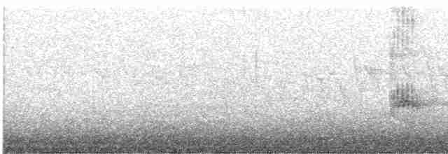 Black-throated Gray Warbler - ML455807771