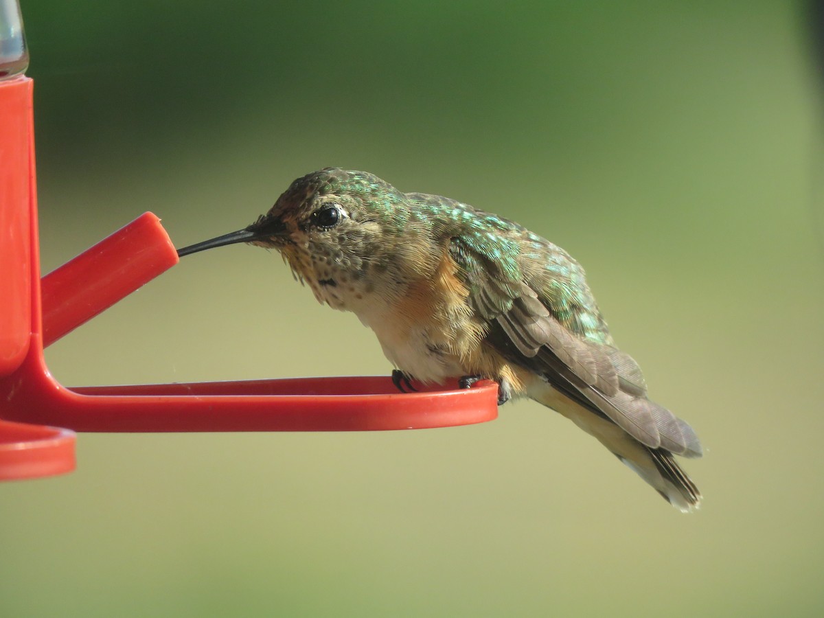 Broad-tailed Hummingbird - Carolyn Schwab