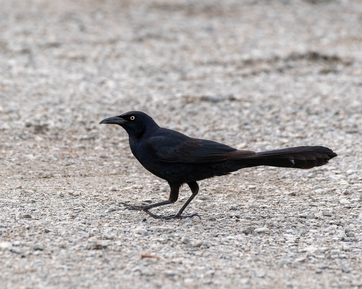 Great-tailed Grackle - ML455814401