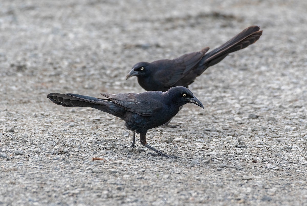 Great-tailed Grackle - ML455814431