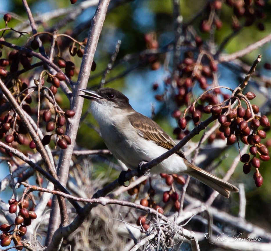 Loggerhead Kingbird - jose santiago