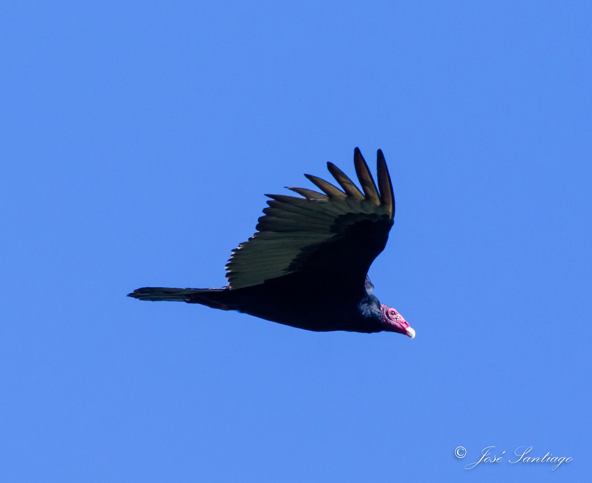 Turkey Vulture - jose santiago