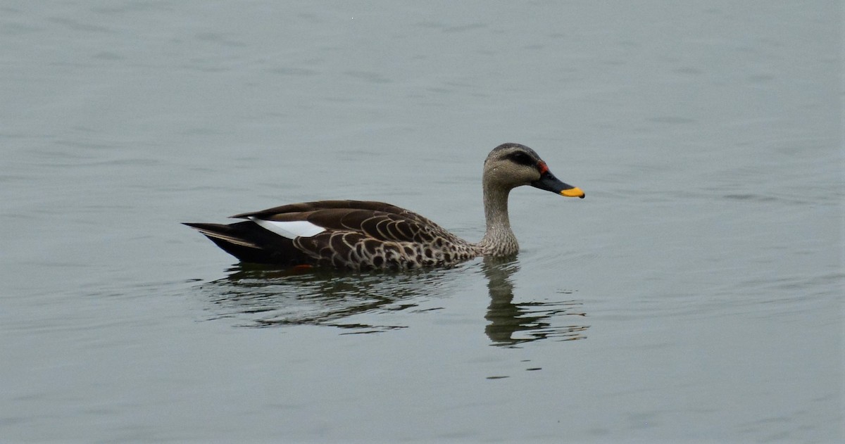 Indian Spot-billed Duck - ML455822861