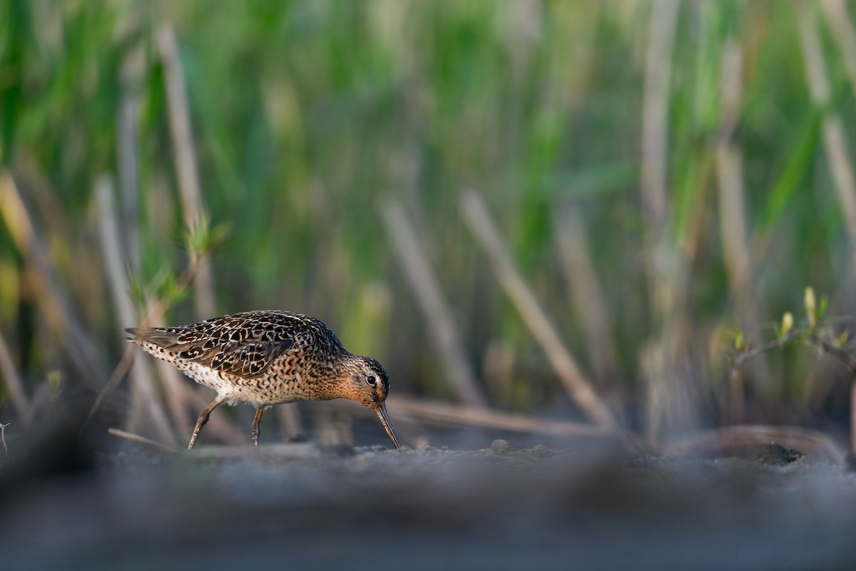 Short-billed Dowitcher - Kyle Tansley