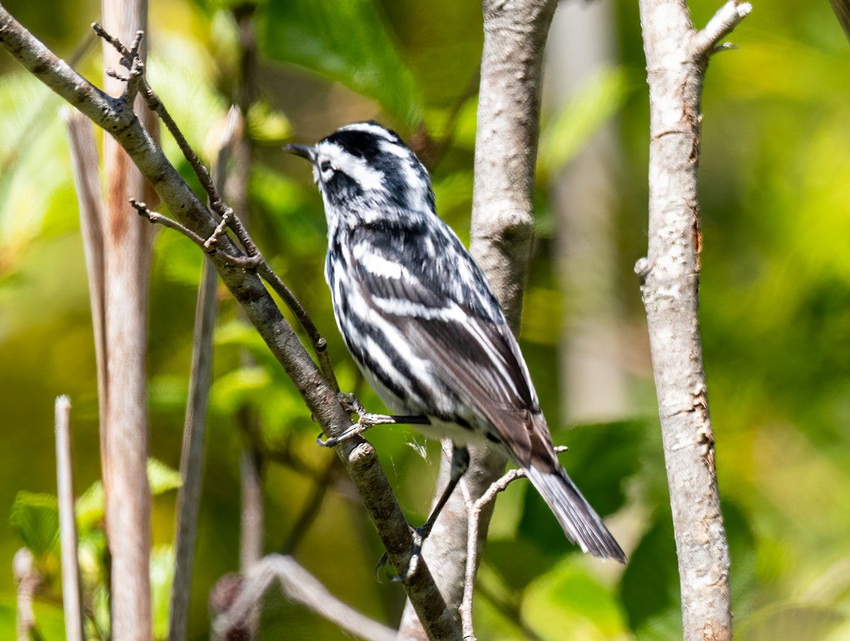 Black-and-white Warbler - ML455823741