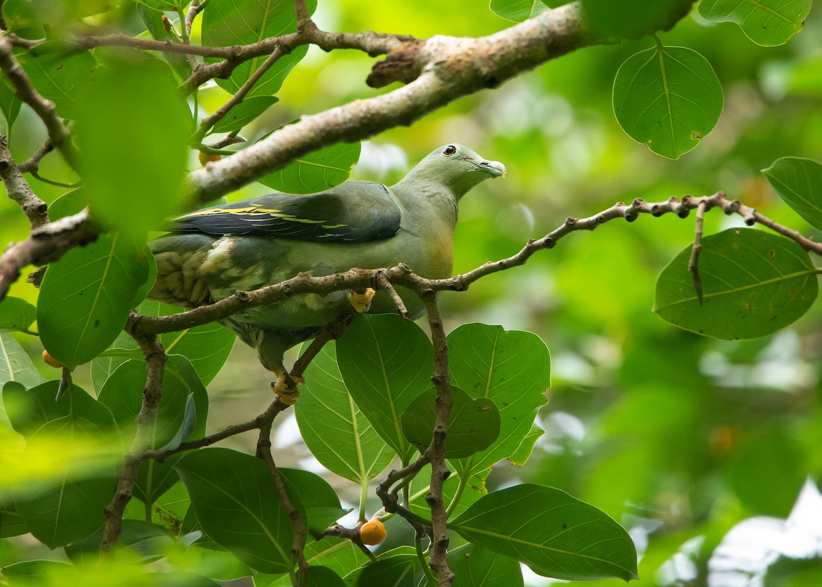 Large Green-Pigeon - Ayuwat Jearwattanakanok