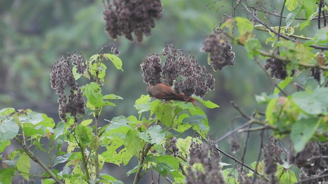 Red-faced Spinetail - ML455826691