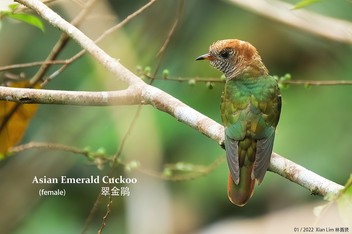 Asian Emerald Cuckoo - Lim Ying Hien