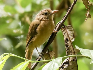  - Pale-billed Scrubwren