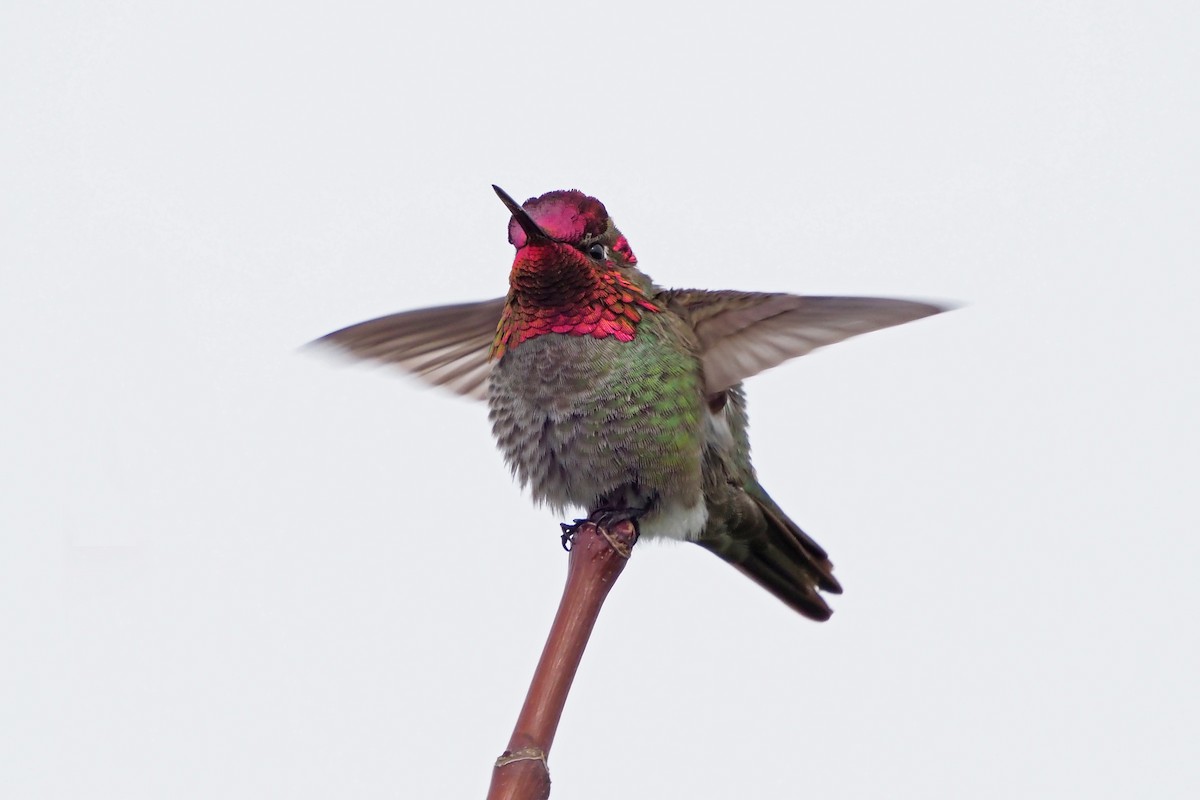 Anna's Hummingbird - ML455833501