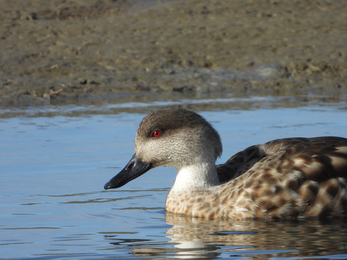Crested Duck - ML455838391