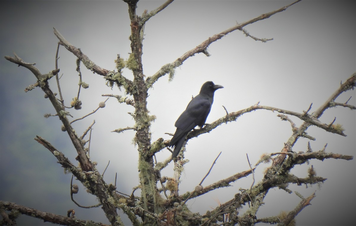 Large-billed Crow (Eastern) - Sahana M