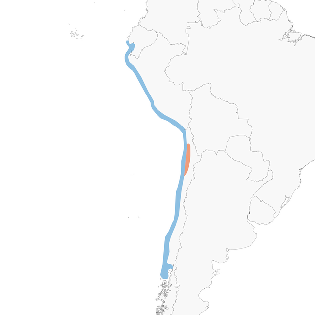 Distribution of the Gray Gull - Gray Gull - 