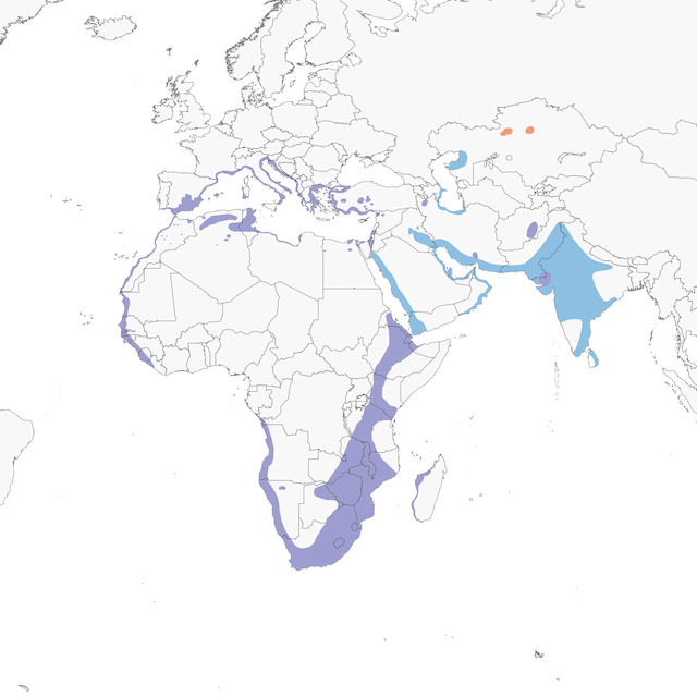 Distribution of the Greater Flamingo - Greater Flamingo - 