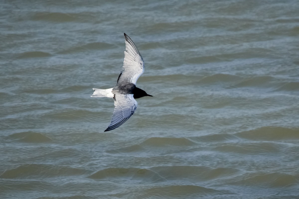 White-winged Tern - ML455845651