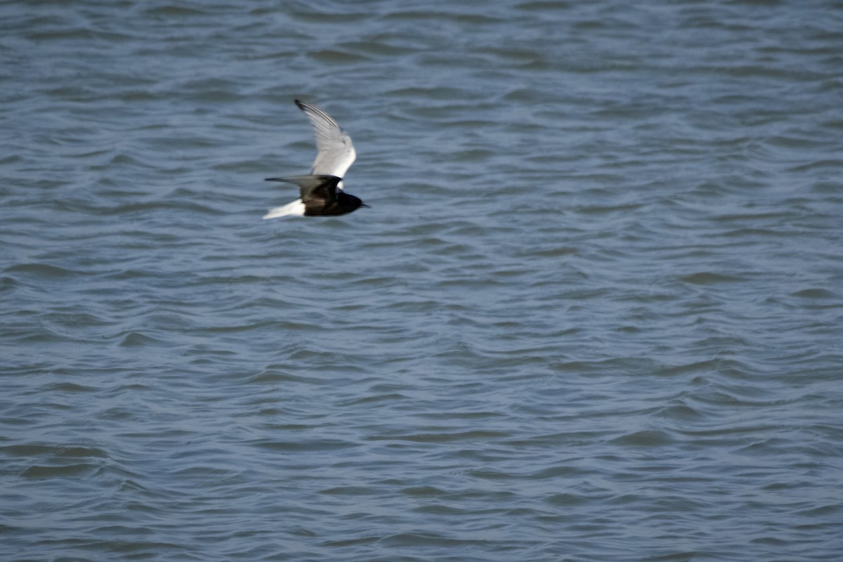 White-winged Tern - ML455845661