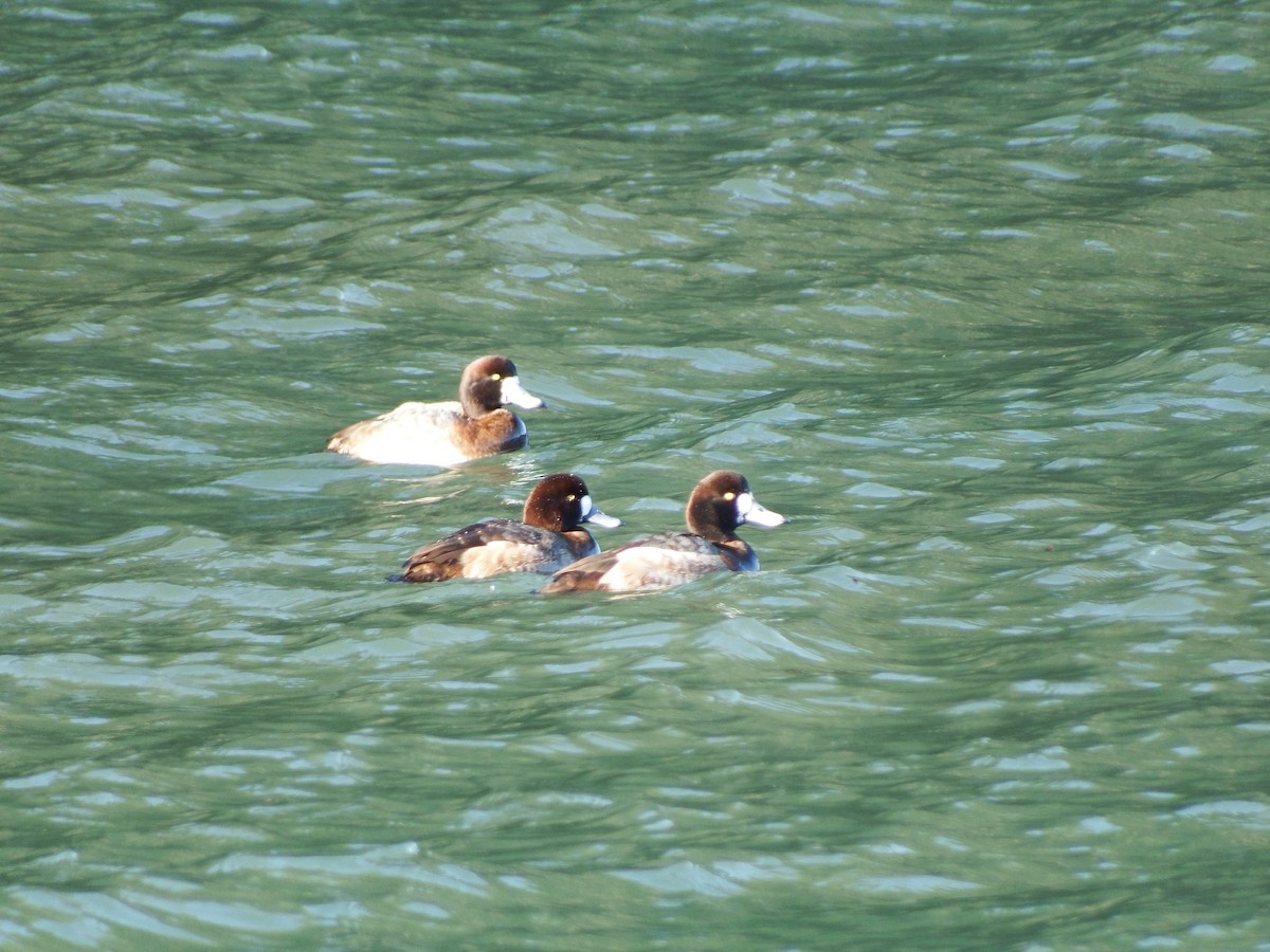 Greater Scaup - ML45584891