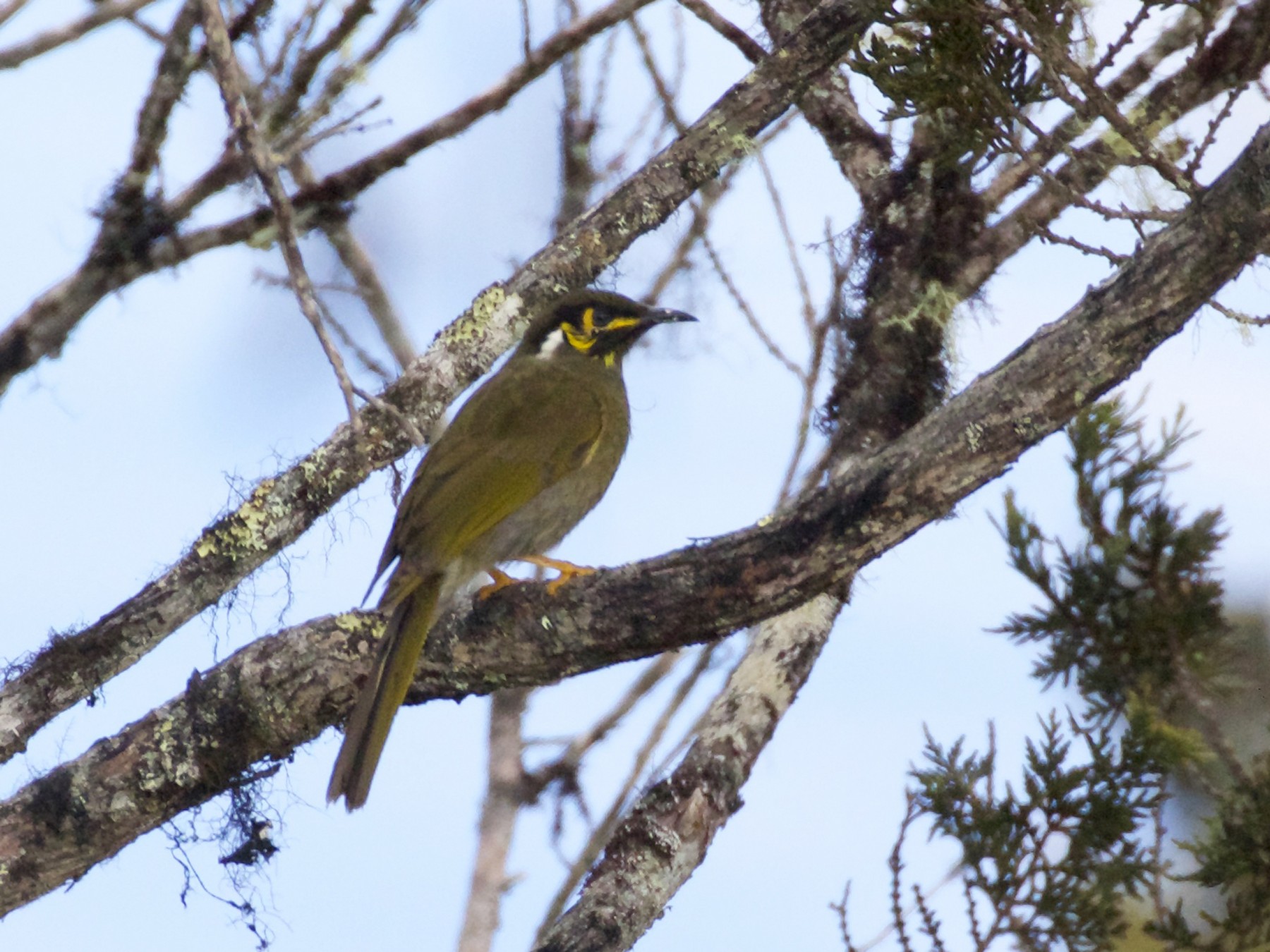 Black-throated Honeyeater - Andy Taylor