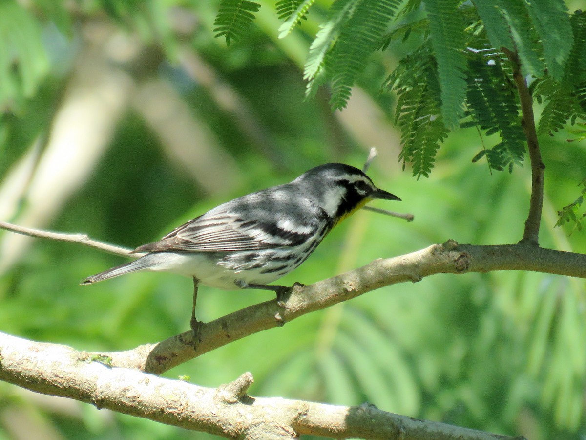 Yellow-throated Warbler - Brian Henderson