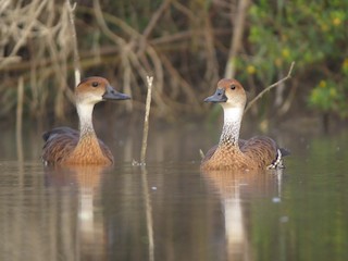 West Indian Whistling-Duck, ML455856671
