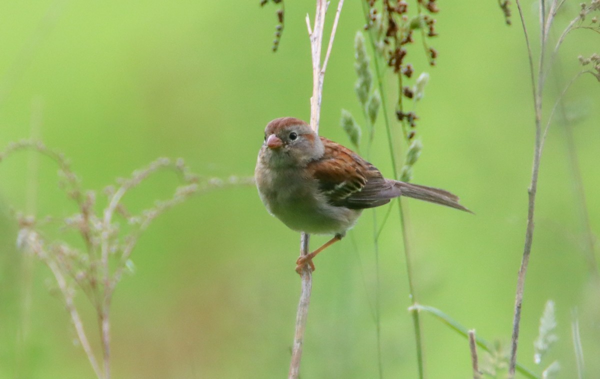 Field Sparrow - ML455858031