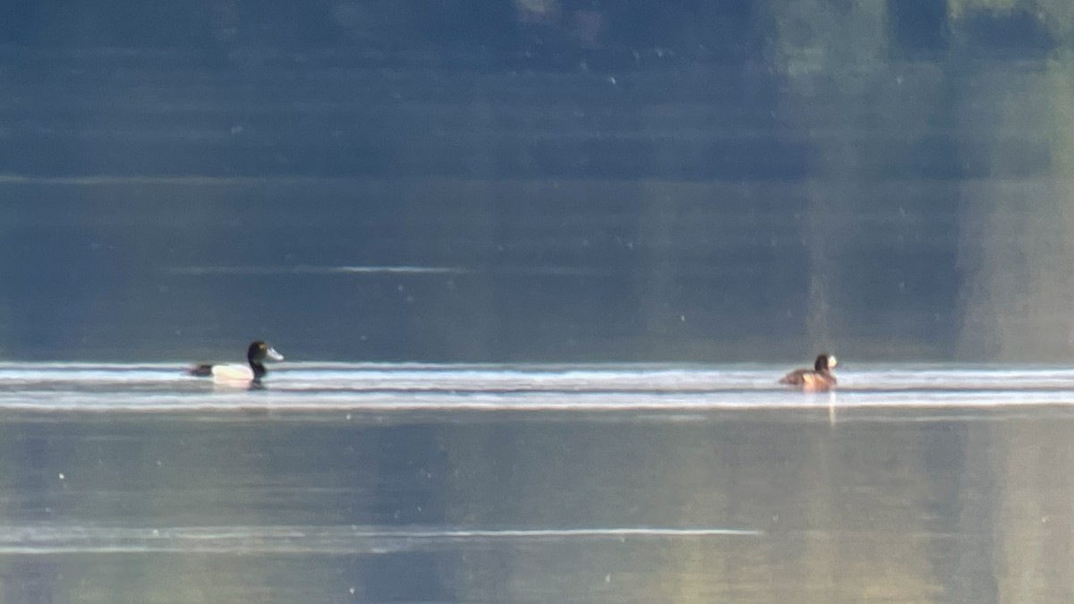 Greater Scaup - ML455865931