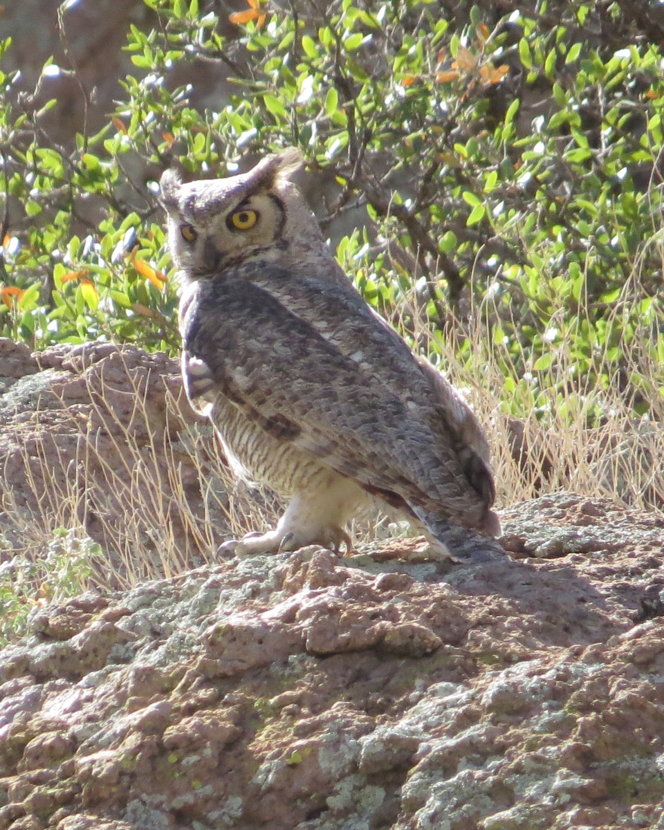 Great Horned Owl - ML455867601