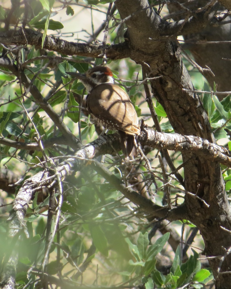 Arizona Woodpecker - ML455868891