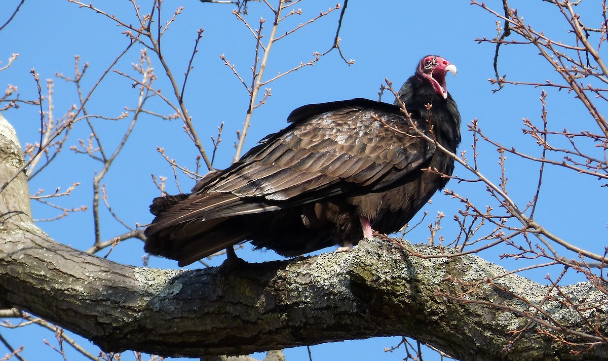 Turkey Vulture - Claire  Kluskens
