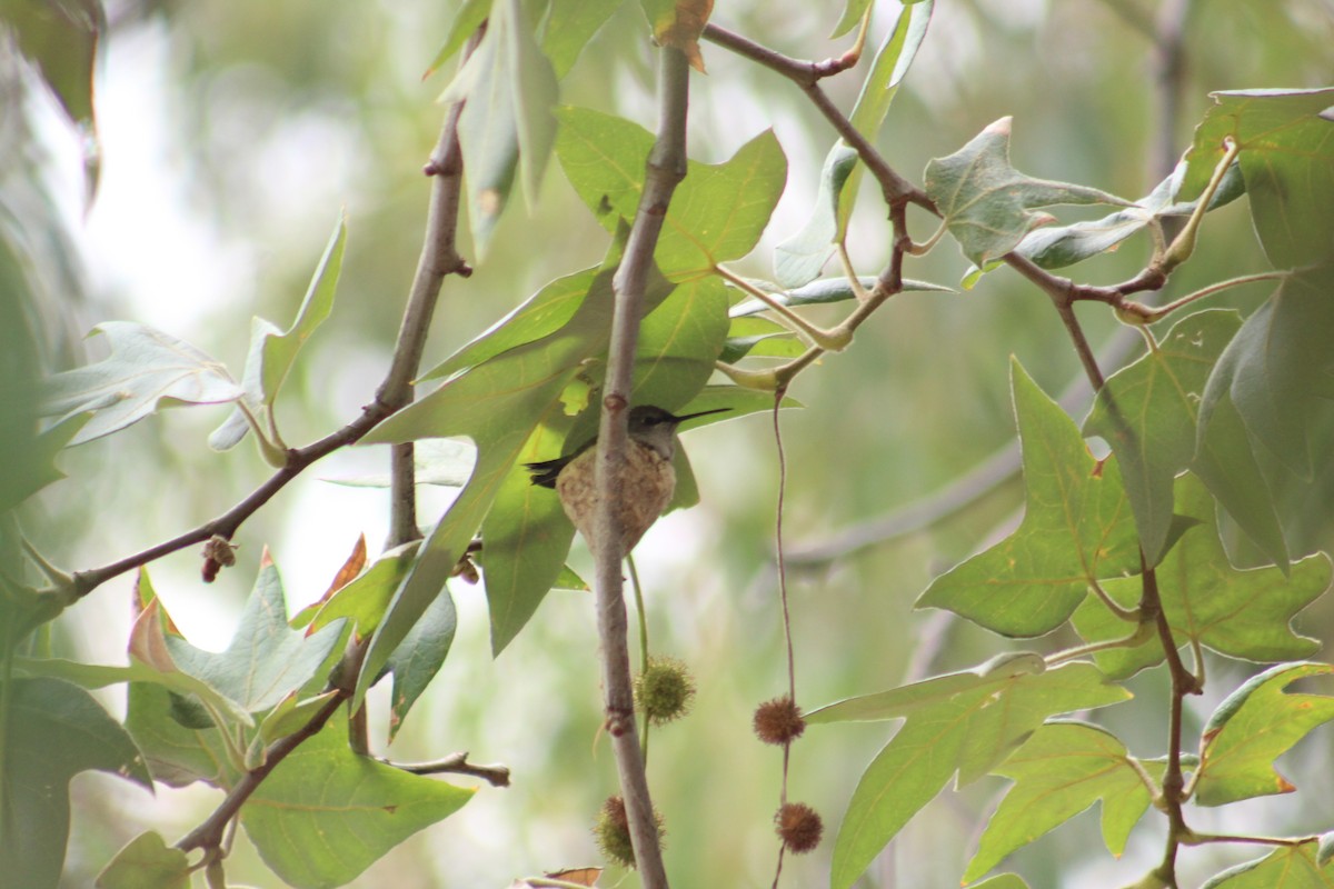 Black-chinned Hummingbird - James Mitchell