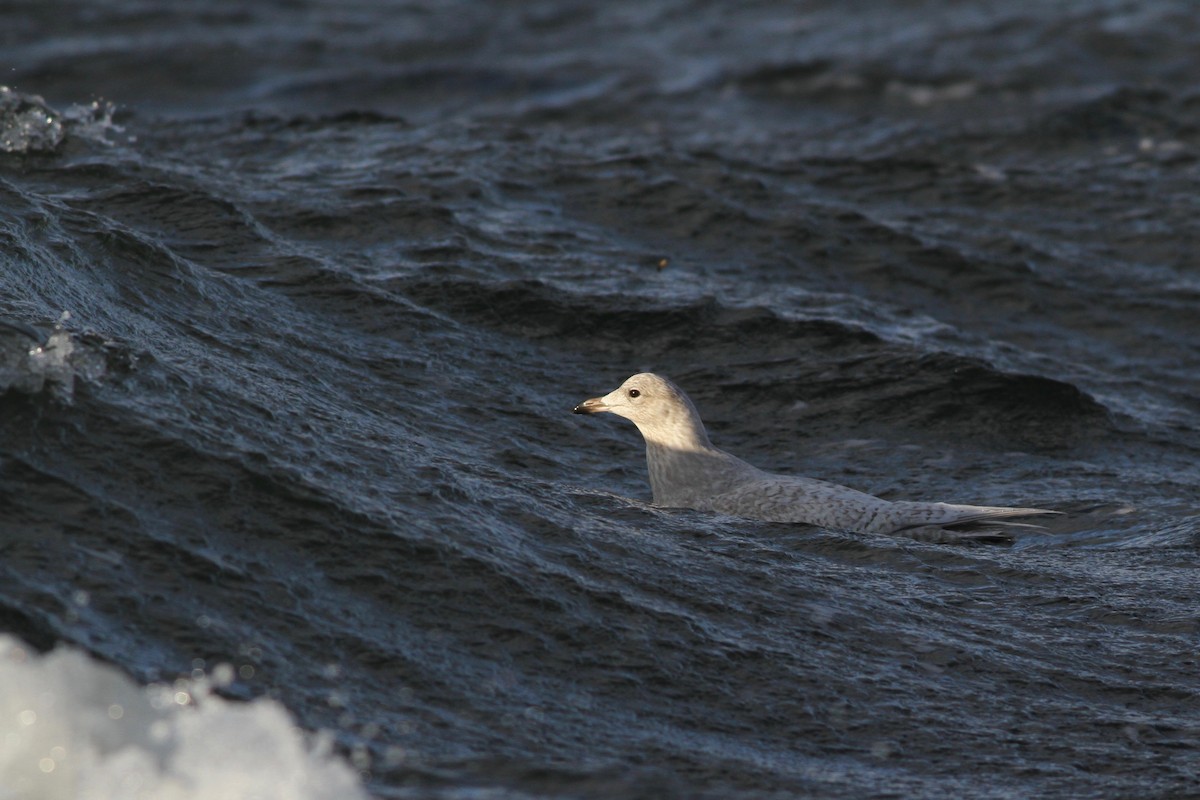 Iceland Gull (kumlieni) - ML45587981