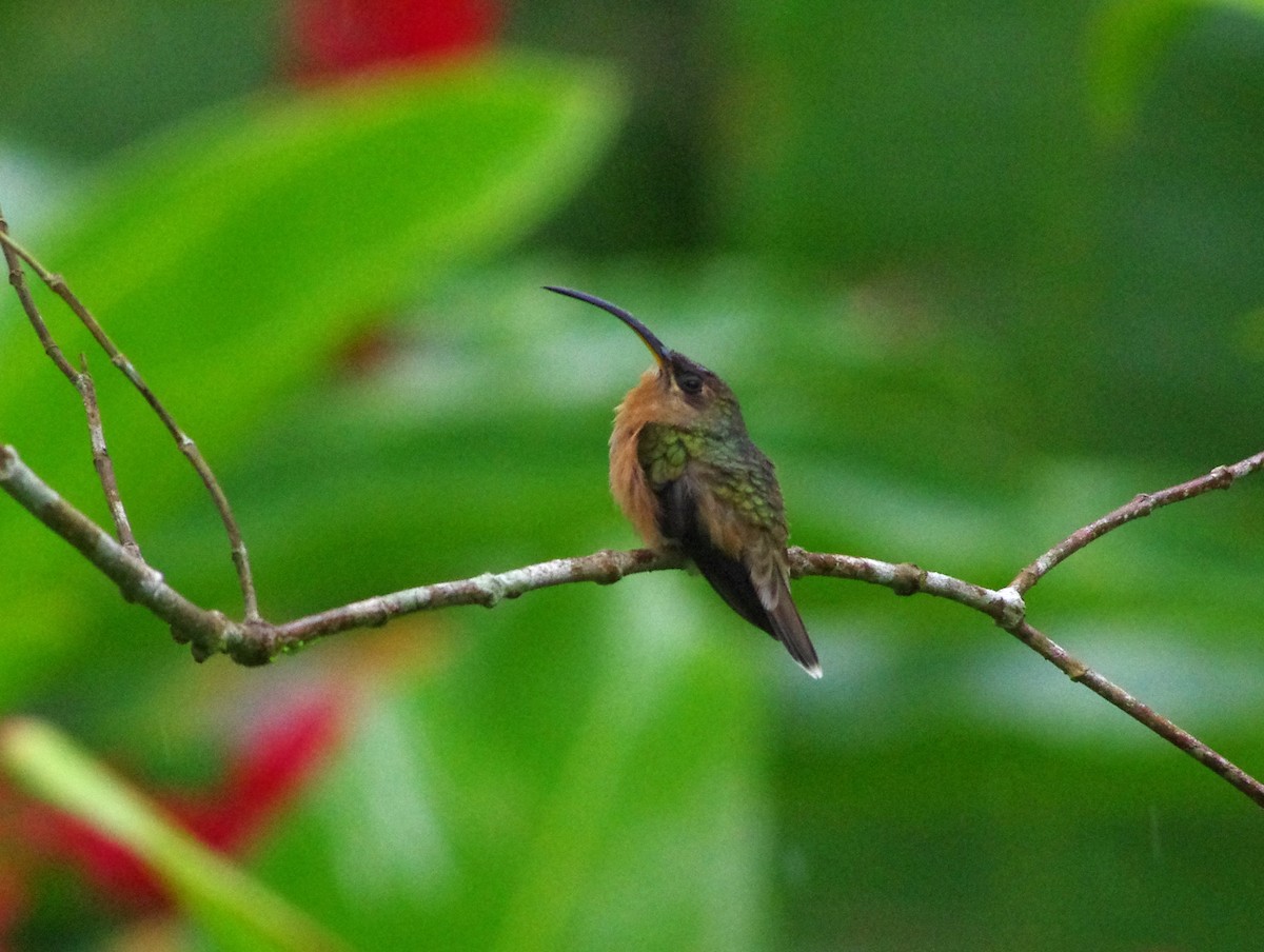 Rufous-breasted Hermit - ML455882141