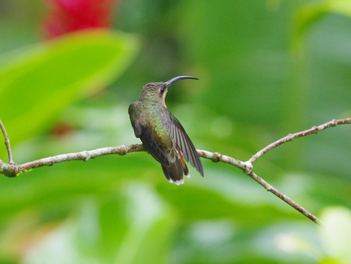 Rufous-breasted Hermit - ML455882271